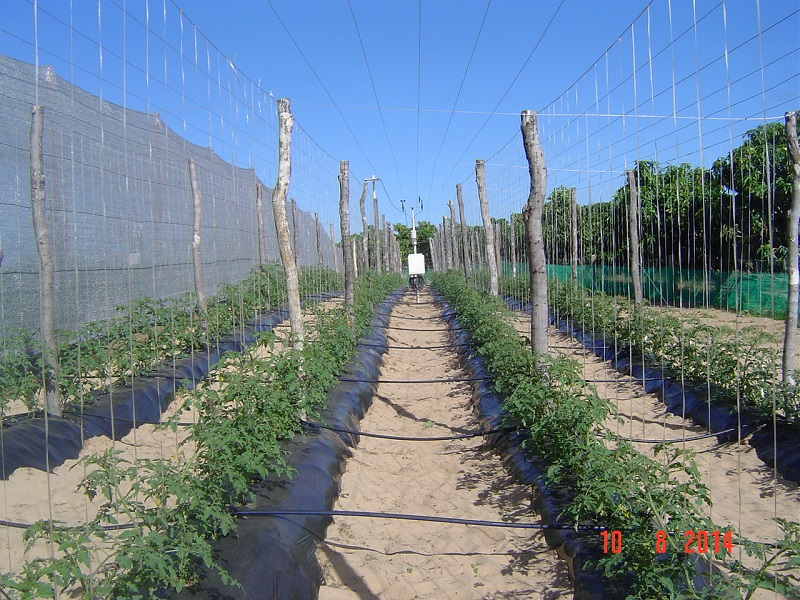 components/com_spgm/spgm/gal/Pesquisa_com_tomate_cereja_em_ambiente_protegido/Tomate%20cereja%20011.JPG