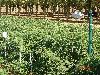 components/com_spgm/spgm/gal/Pesquisa_sobre_balan%E7o_de_radia%E7%E3o_em_cultivo_de_tomate/_thb_foto%2014.JPG