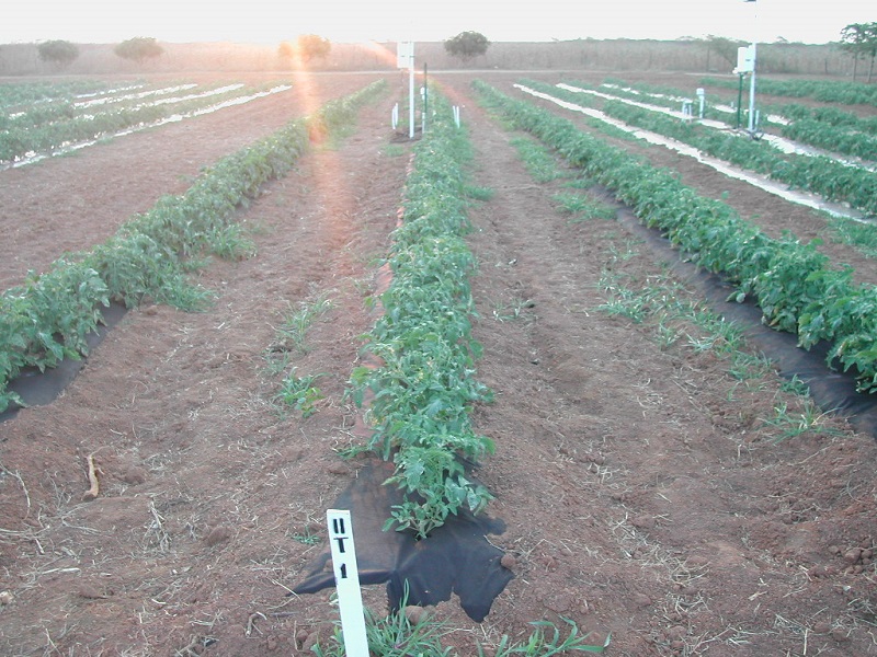 components/com_spgm/spgm/gal/Pesquisa_sobre_balan%E7o_de_radia%E7%E3o_em_cultivo_de_tomate/foto%2005.jpg