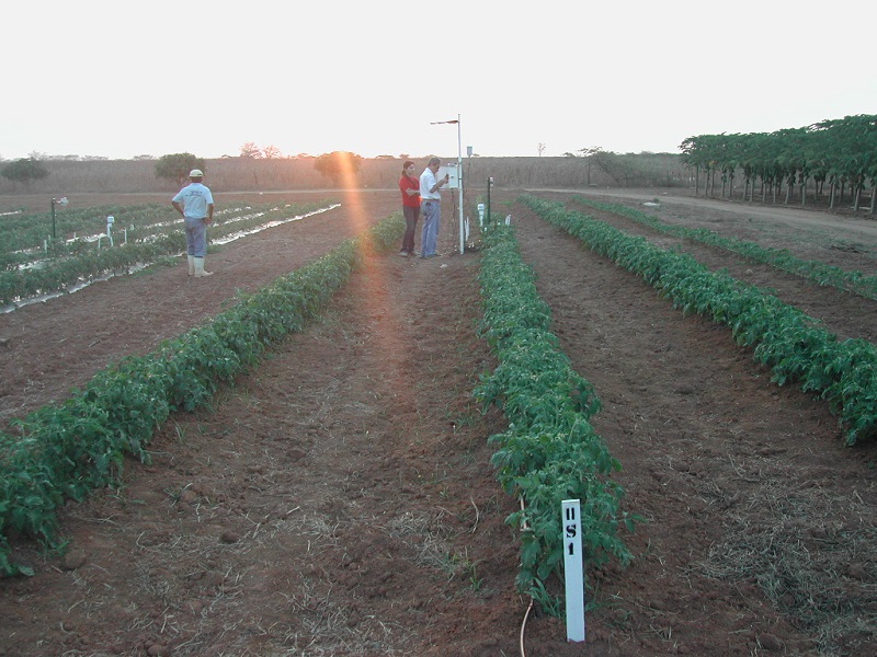 components/com_spgm/spgm/gal/Pesquisa_sobre_balan%E7o_de_radia%E7%E3o_em_cultivo_de_tomate/foto%2007.jpg