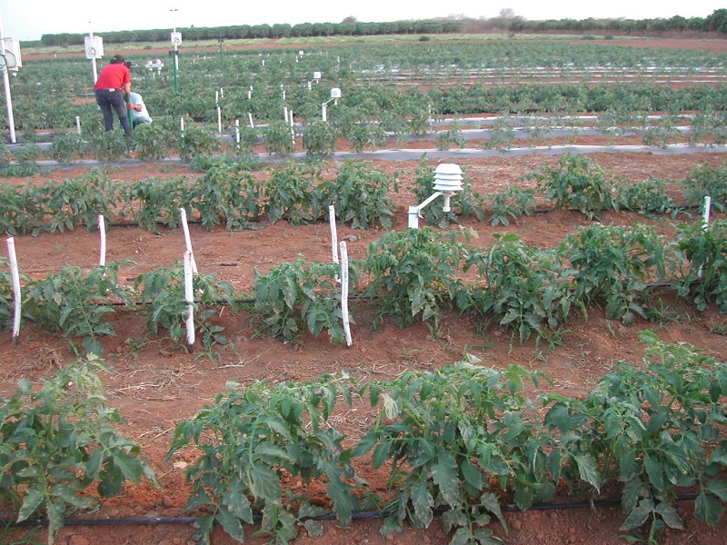 components/com_spgm/spgm/gal/Pesquisa_sobre_balan%E7o_de_radia%E7%E3o_em_cultivo_de_tomate/foto%2009.jpg