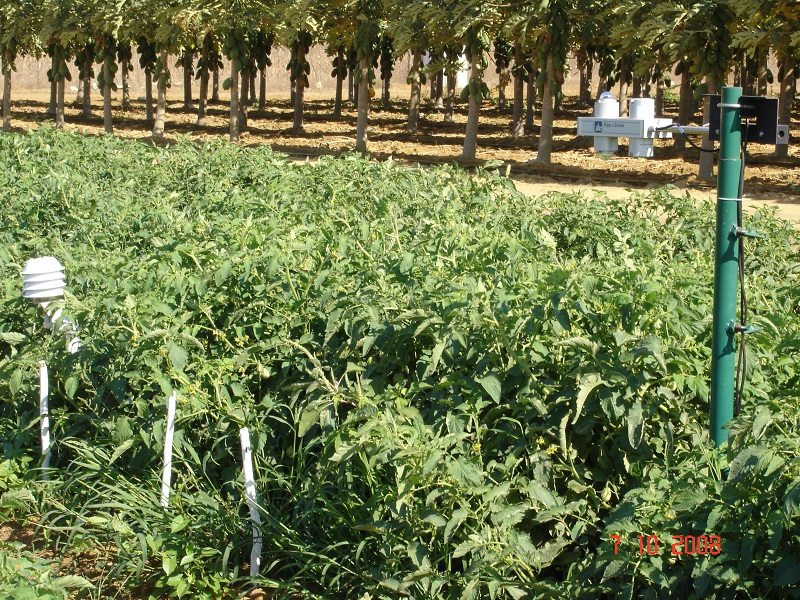 components/com_spgm/spgm/gal/Pesquisa_sobre_balan%E7o_de_radia%E7%E3o_em_cultivo_de_tomate/foto%2014.JPG